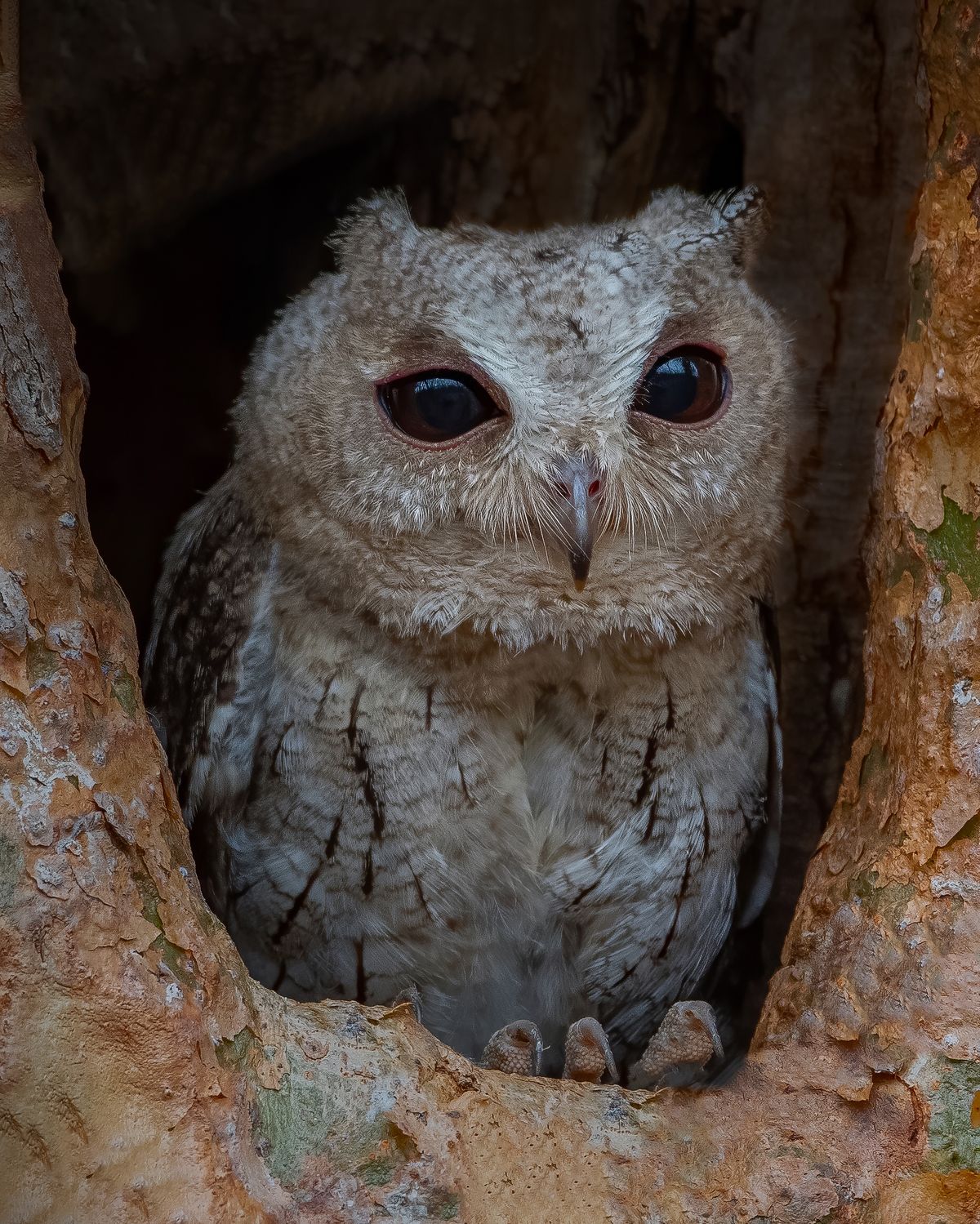 Indian scops owl (3)
